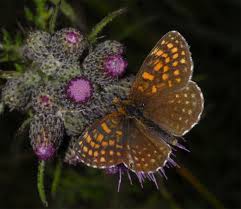 Attēlu rezultāti vaicājumam “Melitaea diamina”