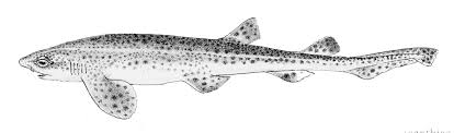 Image result for Scyliorhinus canicula
