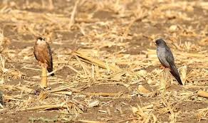 Image result for Falco vespertinus