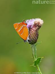 Attēlu rezultāti vaicājumam “Thecla betulae”