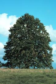 Attēlu rezultāti vaicājumam “Tilia americana”