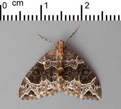 Attēlu rezultāti vaicājumam “Ecliptopera silaceata”