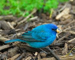 Image result for Passerina cyanea