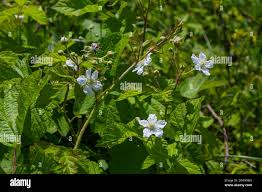 Attēlu rezultāti vaicājumam “Rubus caesius flower”