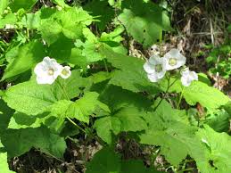 Attēlu rezultāti vaicājumam “Rubus parviflorus”