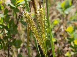Attēlu rezultāti vaicājumam “Carex rostrata”