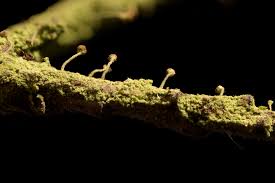 Attēlu rezultāti vaicājumam “Chaenotheca chlorella”