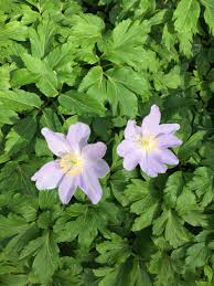 Attēlu rezultāti vaicājumam “Anemone nemorosa leaf”