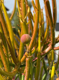 Attēlu rezultāti vaicājumam “Didymium verrucisporum stalked”