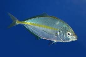 Image result for Pseudocaranx dentex