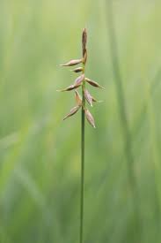 Attēlu rezultāti vaicājumam “Carex pulicaris”