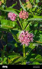 Attēlu rezultāti vaicājumam “Asclepiadaceae”