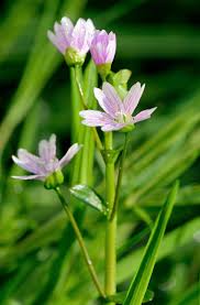 Attēlu rezultāti vaicājumam “Claytonia sibirica flower”