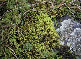 Attēlu rezultāti vaicājumam “Aulacomnium”