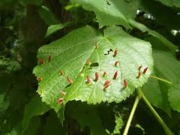 Attēlu rezultāti vaicājumam “Eriophyes tiliae”