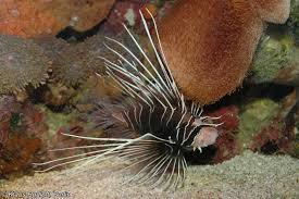 Image result for Pterois radiata
