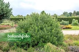 Attēlu rezultāti vaicājumam “Myrica gale”