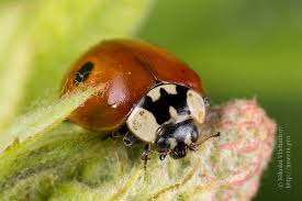 Attēlu rezultāti vaicājumam “Adalia bipunctata imago”