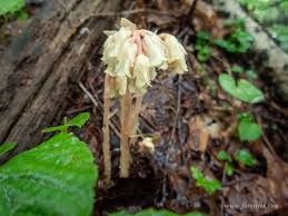 Image result for ギンリョウソウ