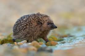 Attēlu rezultāti vaicājumam “Erinaceus roumanicus”