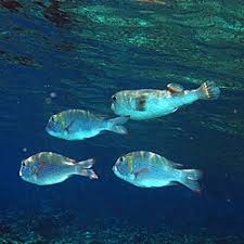 Image result for Monotaxis grandoculis