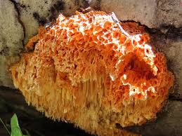 Attēlu rezultāti vaicājumam “Pycnoporellus alboluteus”