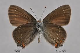 Attēlu rezultāti vaicājumam “Satyrium ilicis”