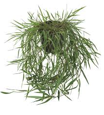 Attēlu rezultāti vaicājumam “Agrostis stolonifera subsp. straminea”