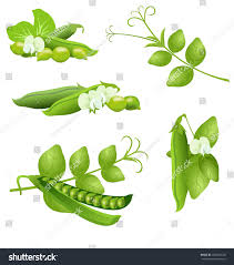 Attēlu rezultāti vaicājumam “Pisum sativum”