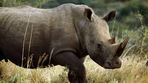 Image result for Rhyl Rhinos