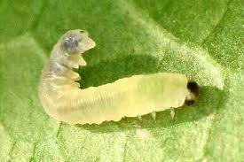 Attēlu rezultāti vaicājumam “Udea prunalis”