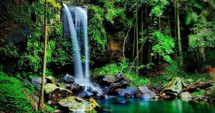 「Mt. Tamborine」的圖片搜尋結果