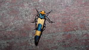 Attēlu rezultāti vaicājumam “Altica sp.”