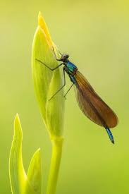 Attēlu rezultāti vaicājumam “Calopteryx virgo female”