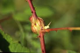 Attēlu rezultāti vaicājumam “Lasioptera rubi”