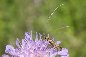 Attēlu rezultāti vaicājumam “Nemophora metallica”