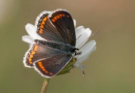 Attēlu rezultāti vaicājumam “Aricia artaxerxes”