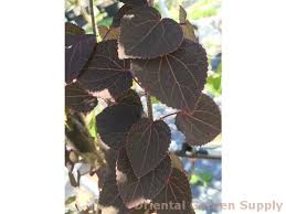 Attēlu rezultāti vaicājumam “Cercidiphyllum japonicum”