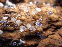 Attēlu rezultāti vaicājumam “Lachnum virgineum”