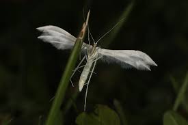 Attēlu rezultāti vaicājumam “Pterophorus pentadactyla”