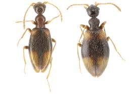 Attēlu rezultāti vaicājumam “Anthicidae”