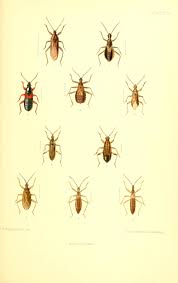 Attēlu rezultāti vaicājumam “Nabis limbatus”