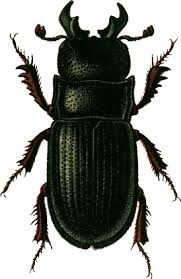 Attēlu rezultāti vaicājumam “Ceruchus chrysomelinus”