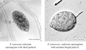 Attēlu rezultāti vaicājumam “Campylopus pyriformis sporophyte”