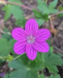 Attēlu rezultāti vaicājumam “Geranium palustre flower”