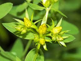 Attēlu rezultāti vaicājumam “Hypericum maculatum leaf”