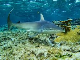 Image result for Carcharhinus acronotus
