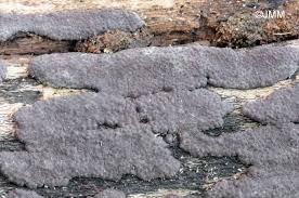 Attēlu rezultāti vaicājumam “Hypoxylon vogesiacum”