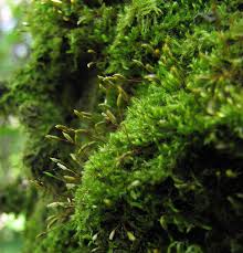 Attēlu rezultāti vaicājumam “Pylaisia polyantha”