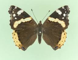 Attēlu rezultāti vaicājumam “Vanessa atalanta upperside”
